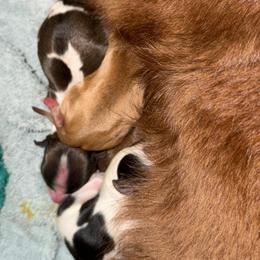 Mac Traven - Black and white male Chihuahua puppy in Amelia, Virginia from Pannell’s Precious Pups