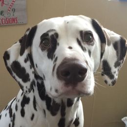 Dalmatians from Jordan's Dalmatians