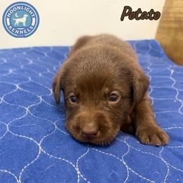 Potato - Chocolate male Labrador Retriever puppy in Elloree, South Carolina from Moonlight Kennels LLC