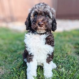 Aussiedoodle, Goldendoodle, and Poodle Puppies from Rebecca Creek Retrievers, LLC