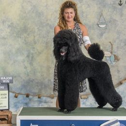 Poodles from Altalune Poodles