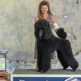 Poodles from Altalune Poodles