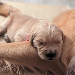 Golden Retriever Puppies from Goldens of Heritage Oaks