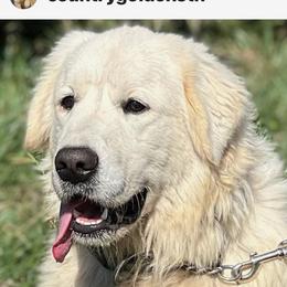 Mike - Golden Retriever