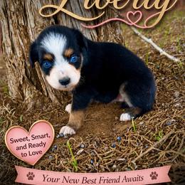 Liberty - Black tri female Miniature Australian Shepherd puppy in Idalou, Texas from Lonesome Pine Mini Aussies