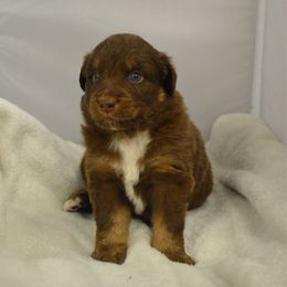 Buck - Red tri-color male Australian Shepherd puppy in Guthrie, Oklahoma from BB Blu Aussies