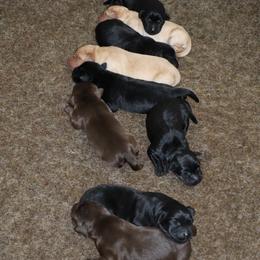 Snap - Chocolate male Labrador Retriever puppy in Camden, Indiana from Camden's Caring Canines