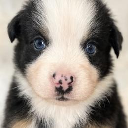 Cow - Black tri-color male Australian Shepherd puppy in Hearne, Texas from Wigglebutts Unlimited