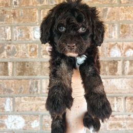 Orange Collar - Brown white and tan male Cockapoo puppy in Richmond, Kentucky from The Doting Doodle