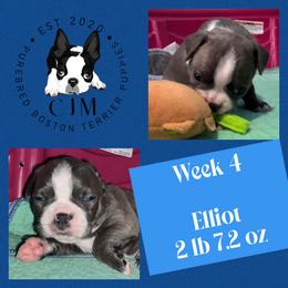 Elliot - Blue male Boston Terrier puppy in Jupiter, Florida from CJM Boston and Boxer Puppies