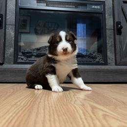 Arendelle - Red tri-color female Australian Shepherd puppy in Terryville, Connecticut from Spirited Aussies