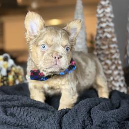 Ledger - Liver male French Bulldog puppy in Garland, Texas from Brewer's Doodles and French Bulldogs