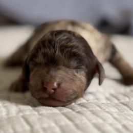 Cosmo - Merle male Cavapoo puppy in Beckley, West Virginia from By Design Doodles