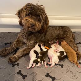 Havapoo puppies from Perfectly Playful Doodles