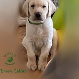 Green Collar Male - Yellow Labrador Retriever puppy in Greater Houston Area, Texas from Coram Deo Retrievers