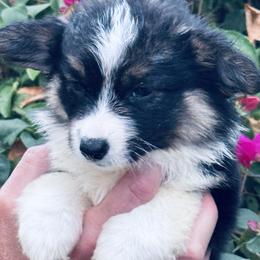 Girl 1. - Black and tan female Pembroke Welsh Corgi puppy in Huntington Beach, California from Gingerbread
