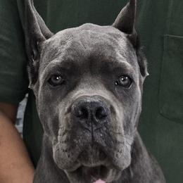 Light Pink Collar Girl - Vera X Lawman - AKC and ICCF - Gray brindle female Cane Corso puppy in Gorman, Texas from McOmber Country Kennels