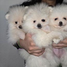 Cinderella - White female Pomeranian puppy in Texas from Ruby's Poms