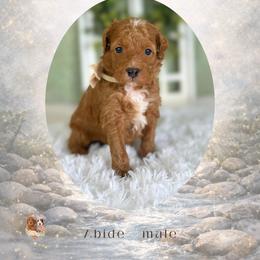Abide - Red  male Goldendoodle puppy in Canton, Georgia from Teddy Puppies