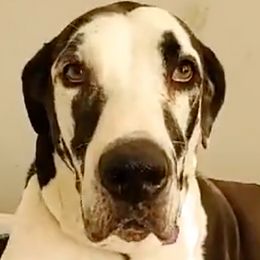 Great Danes from So Cal Great Danes