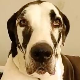 Great Danes from So Cal Great Danes