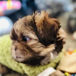 Buster - Sable male Shih Tzu puppy in Merrillville, Indiana from Gibbs Gorgeous Paws LLC