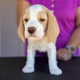 MAPLE - Yellow Girl - Tan and white female Beagle puppy in Las Vegas, Nevada from Vegas Valle Beagles