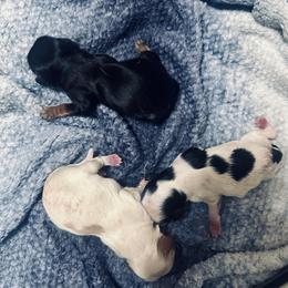 Girl 2 name TBD - Black and white female Cavapoo puppy in Modesto, California from Molly n Friends