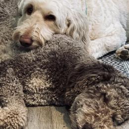 Goldendoodles from Sweet Home Doodles