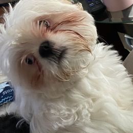 Shih Tzu All Grown Up from May May’s Shih Tzu’s