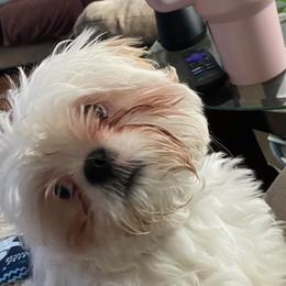 Shih Tzu All Grown Up from May May’s Shih Tzu’s