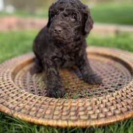 Goldendoodle Puppies from Cottonwood Farms