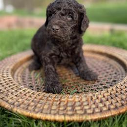 Goldendoodle Puppies from Cottonwood Farms