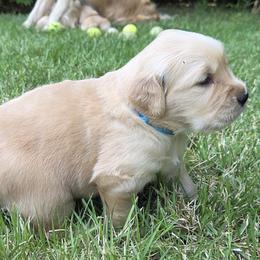 Golden Retrievers from Goldens of Northern Virginia