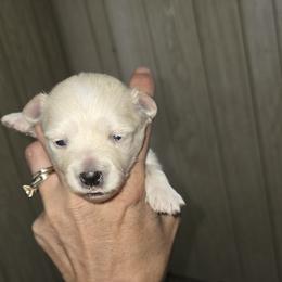 Girl 2 - Cream female Maltipoo puppy in Brooksville, Florida from DeVall Maltipoos