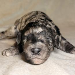 Spur - Merle male Goldendoodle puppy in Saint Louis, Missouri from Jax Doodles
