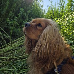 Yzma - Cavalier King Charles Spaniel