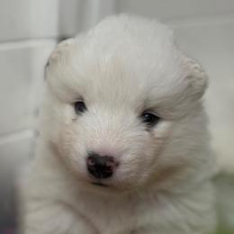 Aqua - White female Samoyed puppy in Hollywood, Florida from ArticCross Samoyeds-Florida