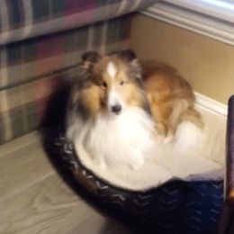 Cody - Shetland Sheepdog puppy from MV Shelties