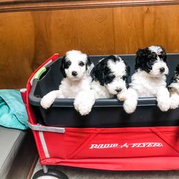 Bernedoodle and Goldendoodle Puppies from Candy Doodles