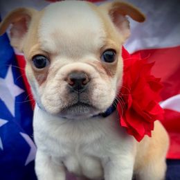 Eden - Black and white female Boston Terrier puppy in Rockville, Indiana from Blaze Of Glory Bostons & Frenchies