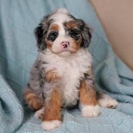 Boeing - Merle female Bernedoodle puppy in Dundee, Ohio from Down Home Doodle