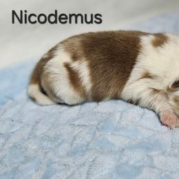Nicodemus - Red merle male Miniature Australian Shepherd puppy in Owensboro, Kentucky from JnT's Bluegrass Mini Aussies