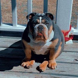 Bulldogs from Lexie's Bulldogs