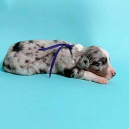 Amber - Blue merle female Australian Shepherd puppy in Placerville, California from BFF Aussies