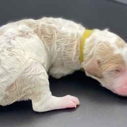 Bernedoodle and Goldendoodle Puppies from Central Florida Bernedoodles