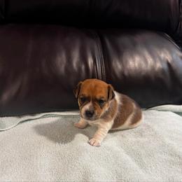 Boy 3 Champ - Brown and white male Jack Russell Terrier puppy in Greeneville, Tennessee from Wampler Jacks