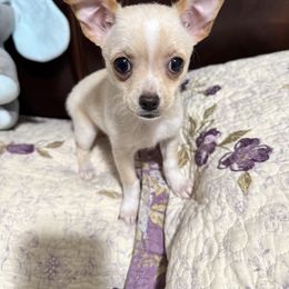 No longer available - Cream and white female Chihuahua puppy in Pounding  Mill, Virginia from Rosa's Chihuahuas