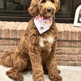 Assorted Doodle Crosses, Bernedoodle, Goldendoodle, and Labradoodle All Grown Up from Erica’s Doodles
