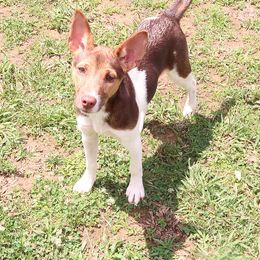 Whisky - White, chocolate and tan Rat Terrier puppy in Shelbyville, Tennessee from Gems Rat Terriers